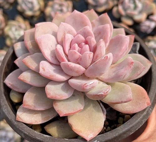 梦之雪，橙梦露杂，粉粉的易群生，花果山多肉植物专营