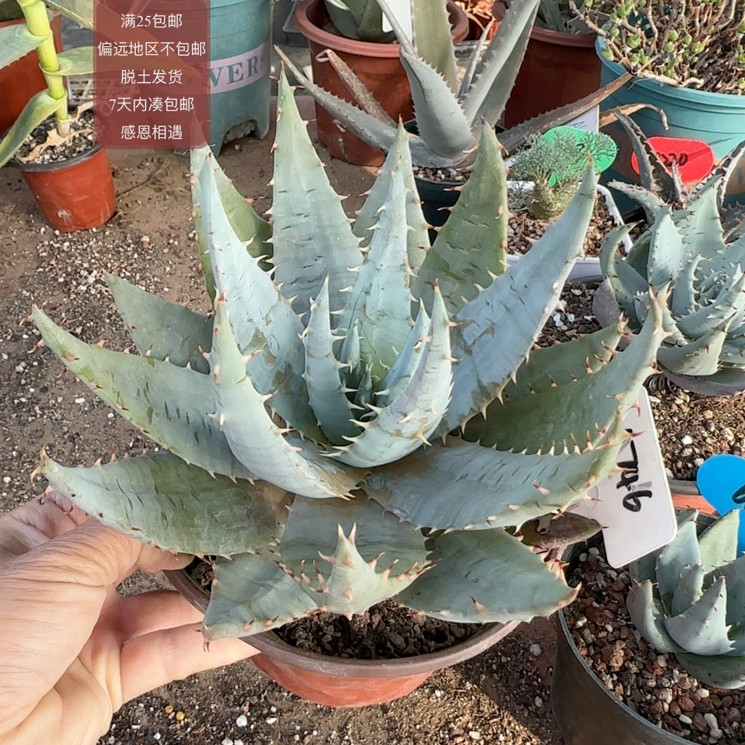 746柏加芦荟