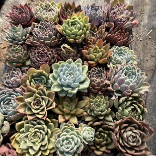 花果山 大颗杂交多肉精品 月影杂冬云杂混搭50棵一组包邮绿植盆栽