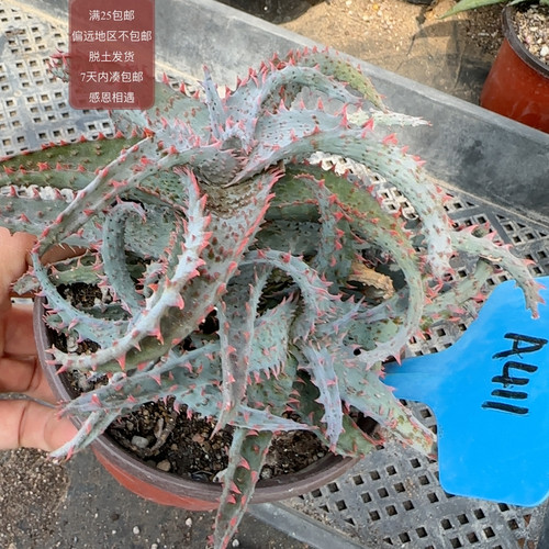 411狼蛛杂卡萨蒂芦荟
