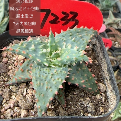 7233卡萨蒂杂优选