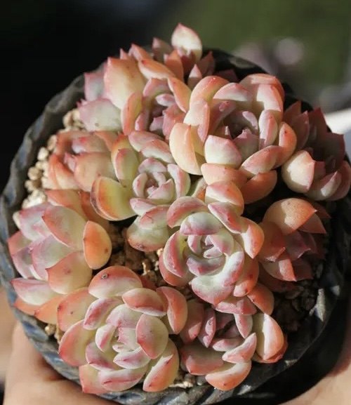 莎莎女王群生,3头群生多肉植物,花果山多肉杂交专营店