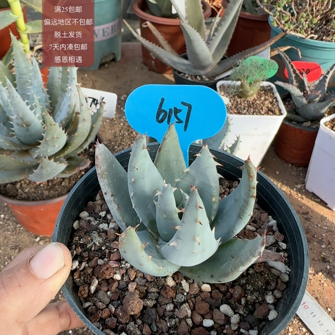 6157柏加芦荟