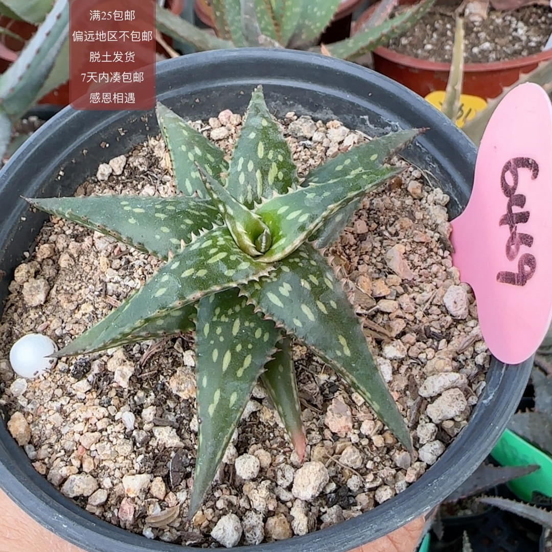 6469索马里俏芦荟