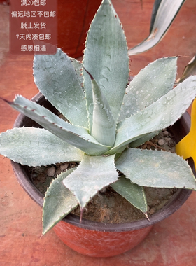 6276龙舌兰实生蓝色系