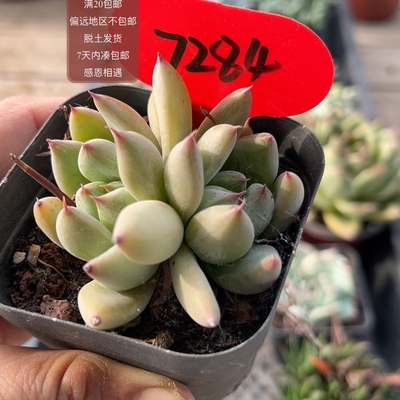 7284婚戒