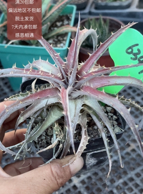 6349沙漠凤梨下播福利