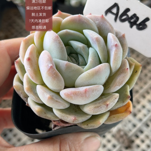 646纯爱