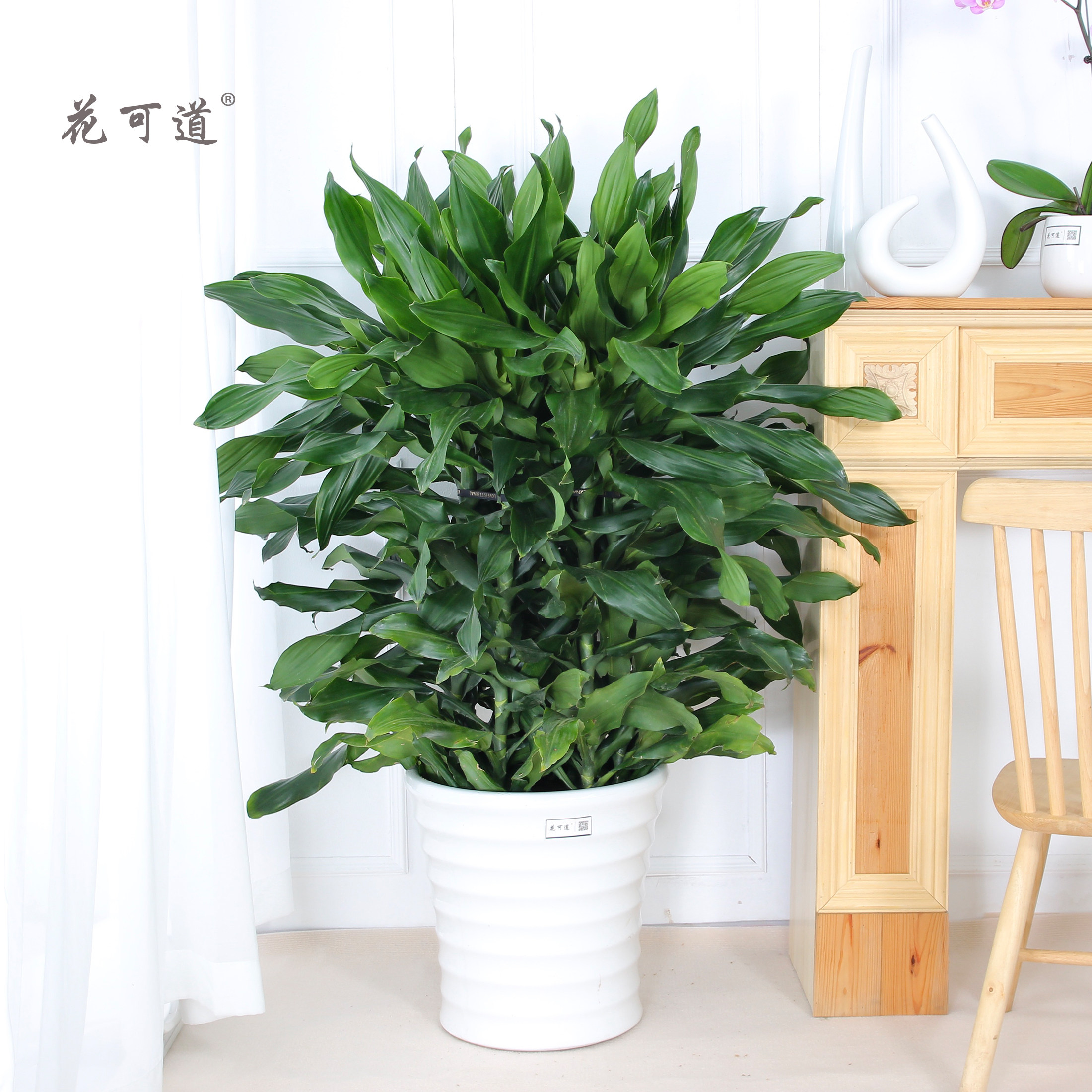 螺纹铁室内大型植物观叶天津绿植花卉同城送货盆栽净化空气除甲醛