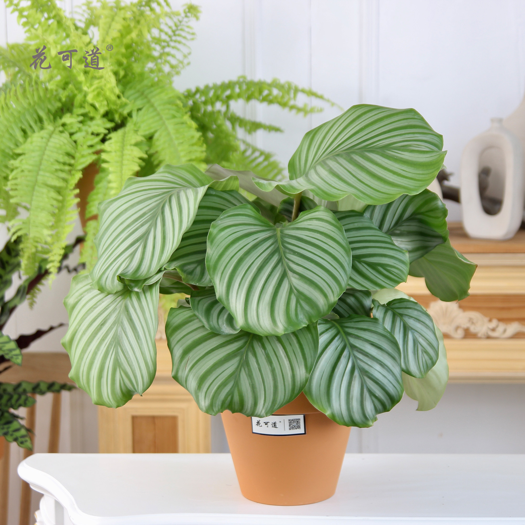 铂金钻苹果叶飞翔小型盆栽天津室内桌面吸甲醛净化空气观叶植物