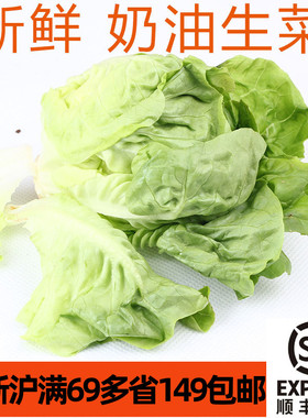 新鲜奶油生菜250g 沙拉蔬菜lettuce Vegetable 口感软绵微甜青菜