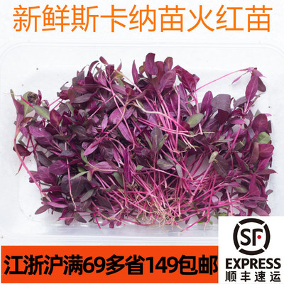 新鲜可食用花苗斯卡纳苗火红苗 酒店西餐烘焙装饰点缀芽苗菜嫩草