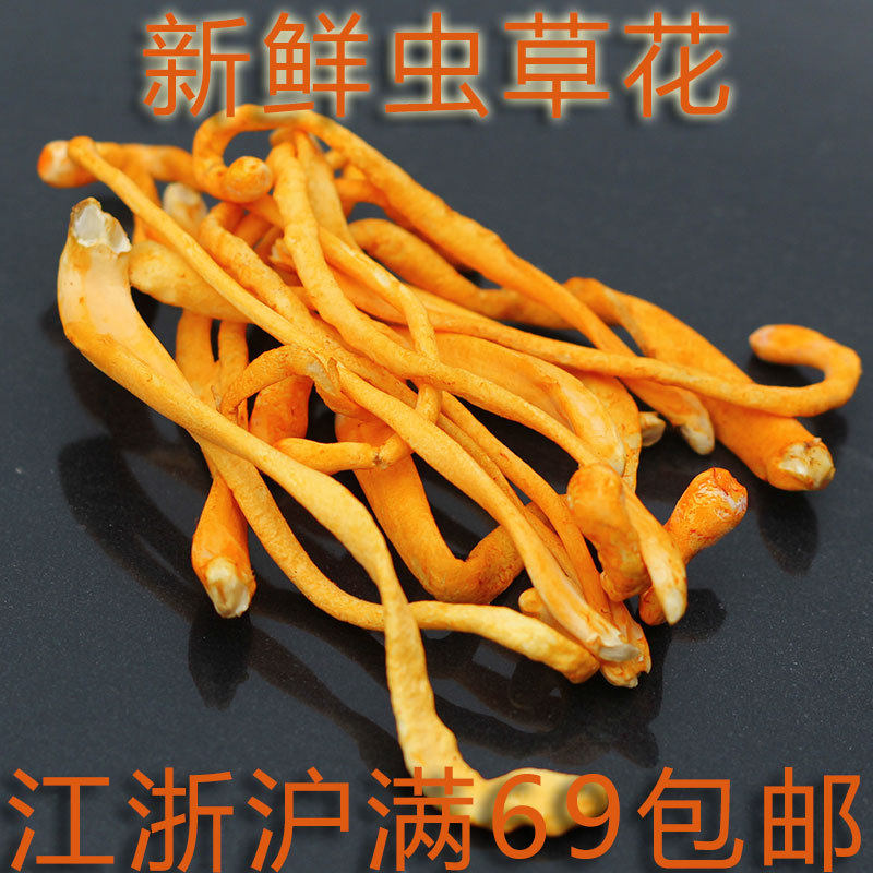 新鲜虫草花500g 蛹虫草 菌菇菌类 适合煲汤 凉拌鲜品 餐饮靓汤