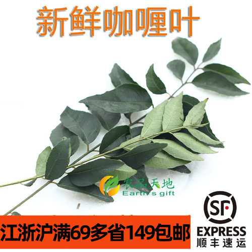 新鲜食用咖喱叶 Curry Leaves 东南亚香料餐厅 江浙沪满69包邮