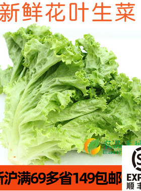 新鲜花叶生菜500g绿萝莎lettuce Vegetable沙拉蔬菜生食摆盘装饰