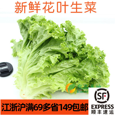 新鲜花叶生菜500g绿萝莎lettuce Vegetable沙拉蔬菜生食摆盘装饰