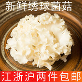 包邮 新鲜绣球菌1000g两斤 食用菌蘑菇花瓣菇清炒凉拌脆江浙沪两件