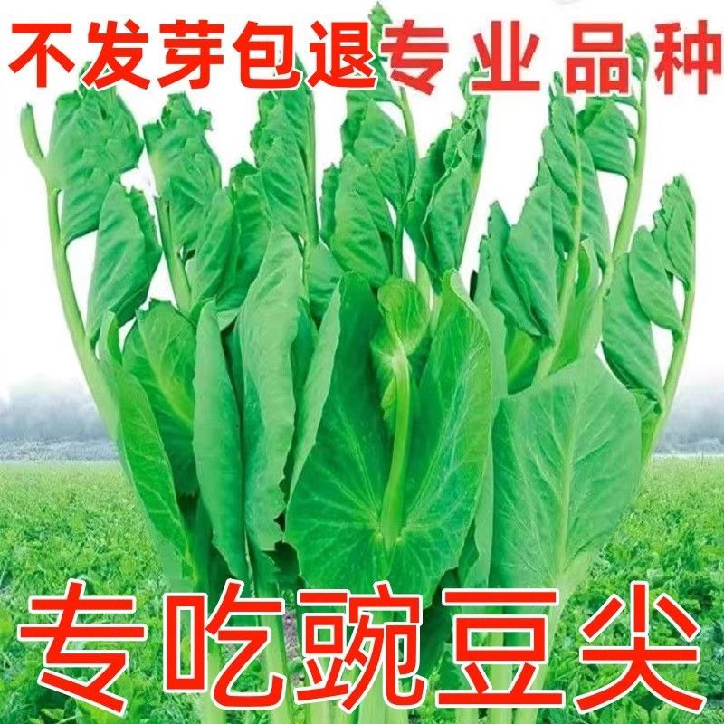 无须豌豆苗种子碗豆尖多次采收