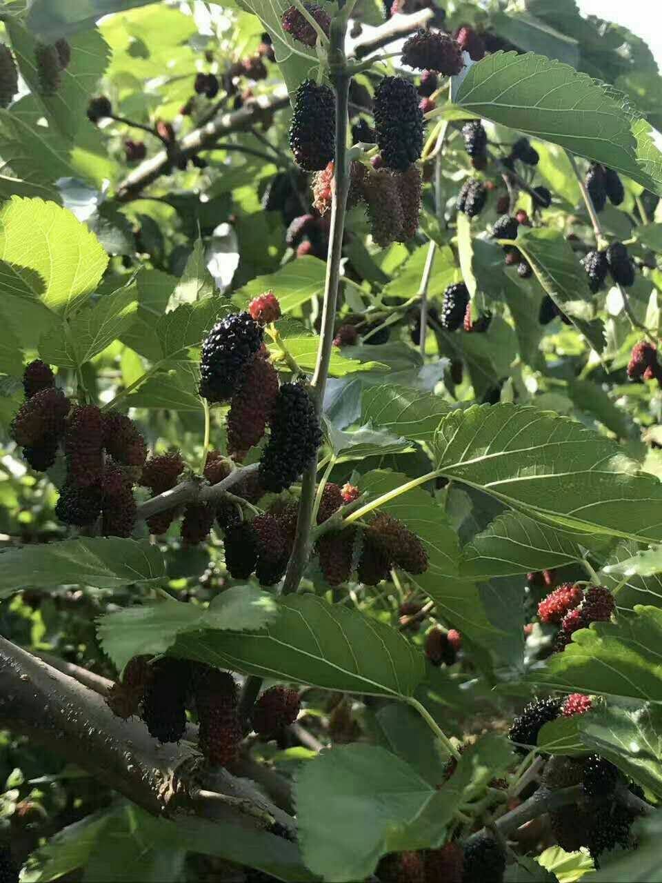 2020 fresh Daliangshan Johnson Black Mulberry selected clean Make tea Paojiuin the Snacks/Nuts/Specialty , Confection/Class dates/Plum/Dried fruit , Mulberry dry  category - from Buy2taobao.com to provide professional Taobao agent buy service