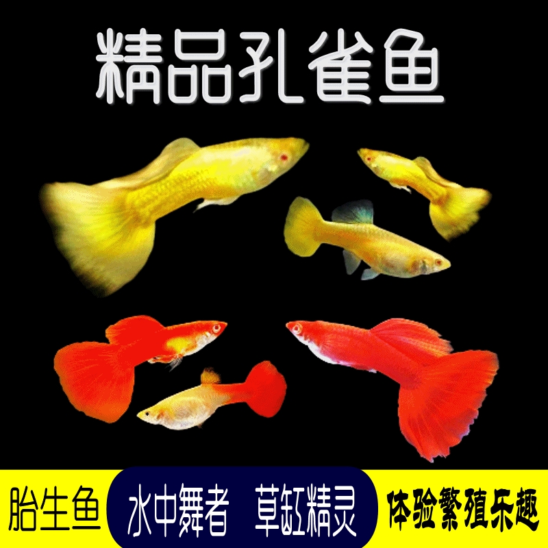 黄金满鳞血红孔雀鱼苗观赏鱼繁殖