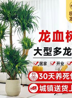 龙血树客厅绿植多头龙须树盆栽