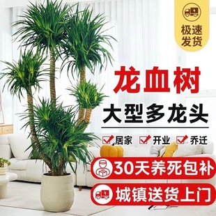 龍血樹客廳綠植多頭龍須樹盆栽室內大型精品大號盆景老樁真樹植物
