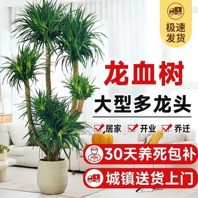 龙血树客厅绿植多头龙须树盆栽
