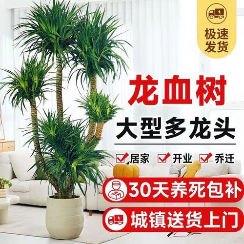 龙血树客厅绿植多头龙须树盆栽