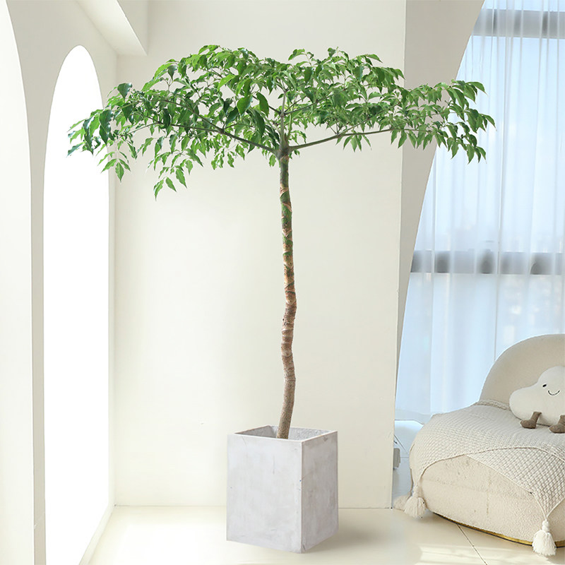 幌伞枫幸福树盆栽老桩客厅绿植落地好养网红轻奢室内办公大型植物