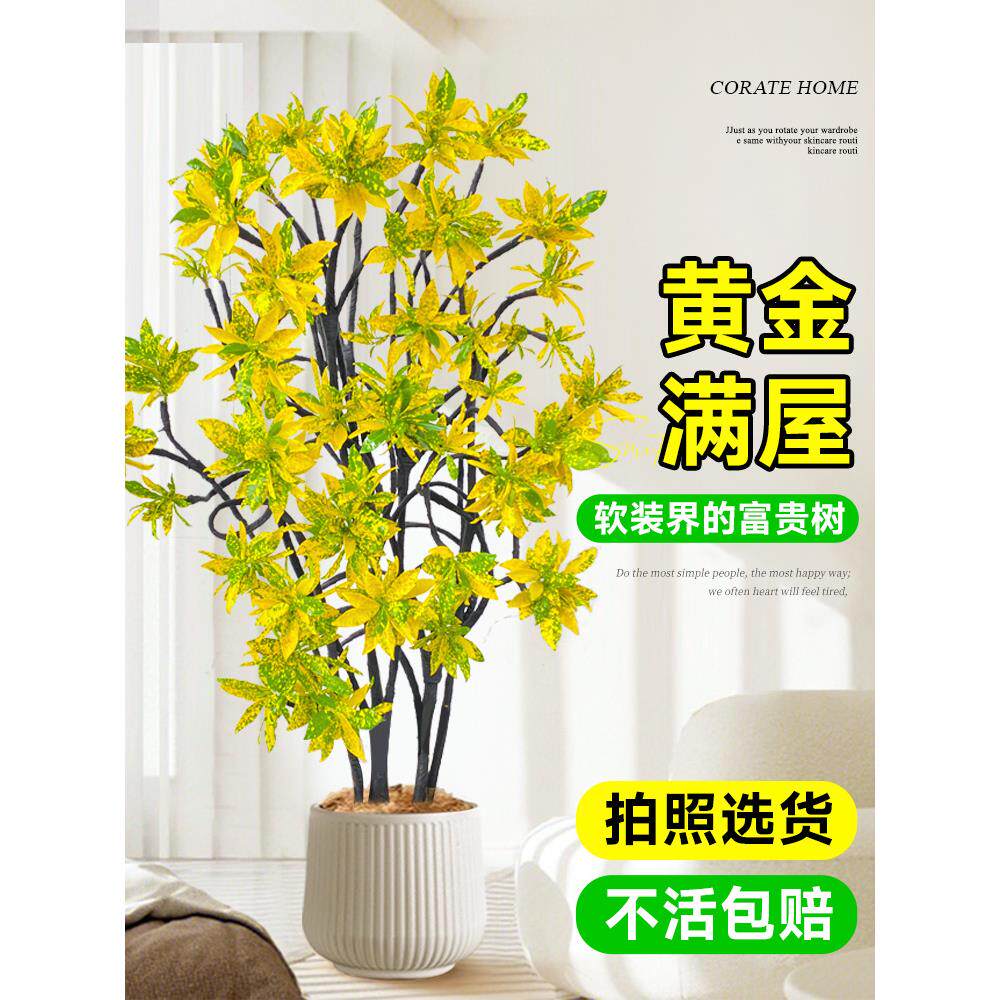 洒金榕盆栽绿植室内大型植物