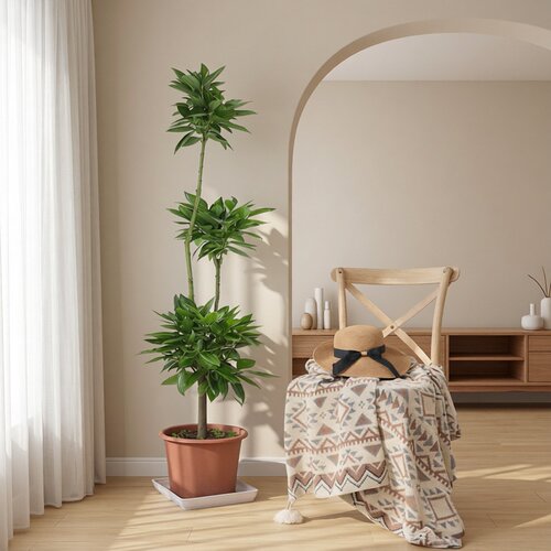 平安树盆栽客厅落地绿植