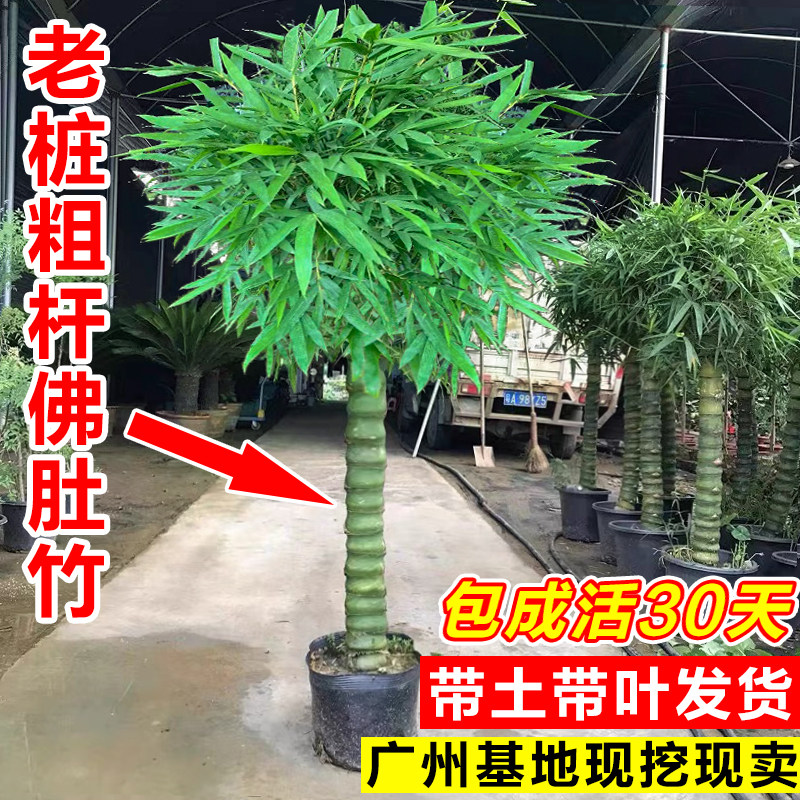 佛肚大肚竹罗汉葫芦竹阳台观赏