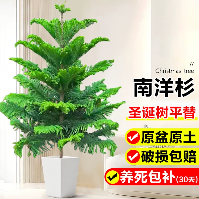 南洋杉盆栽松树室内客厅大型