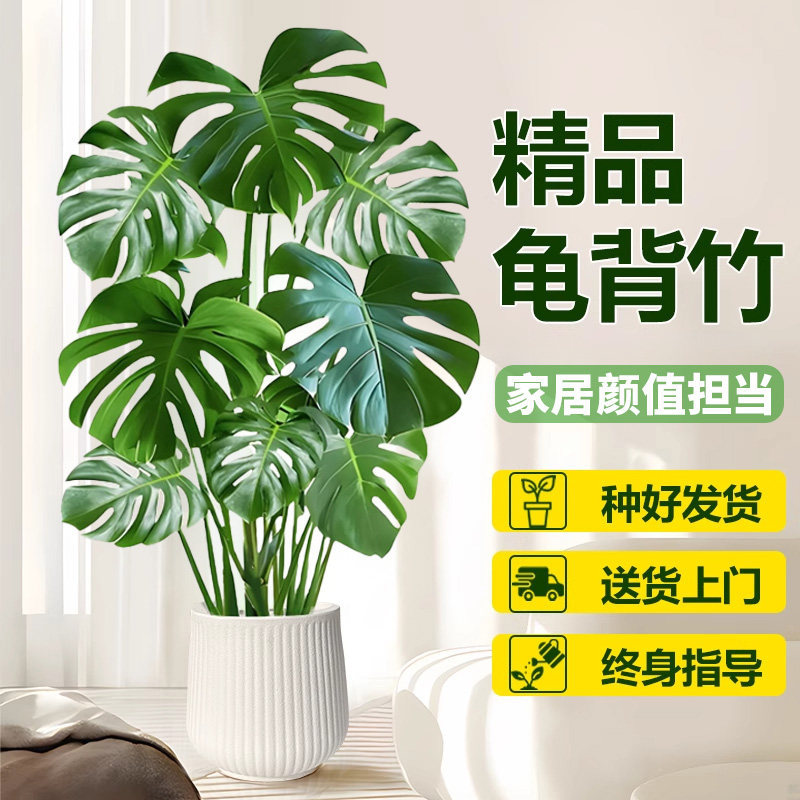 龟背竹大型盆栽北欧网红绿植