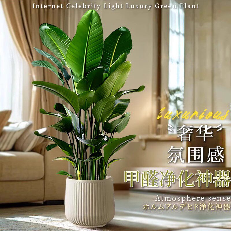 天堂鸟盆栽室内客厅大型绿植