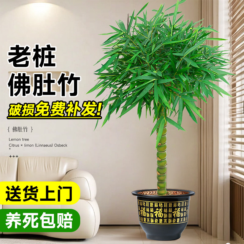 竹子盆栽佛肚竹老桩罗汉竹