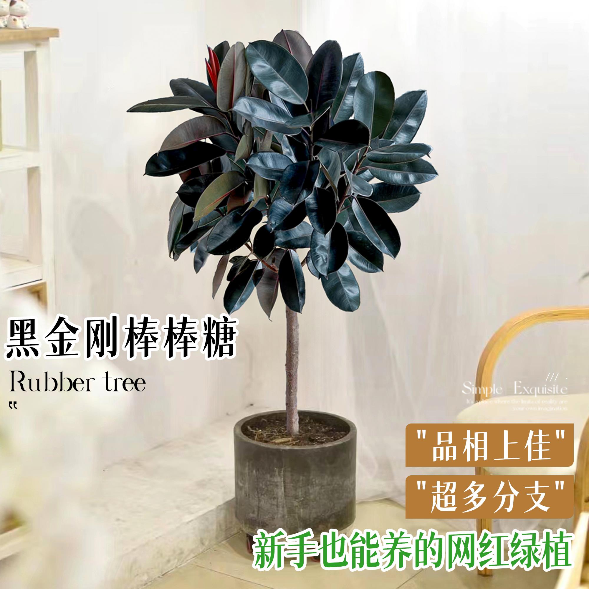黑金刚橡皮树客厅大盆栽绿植
