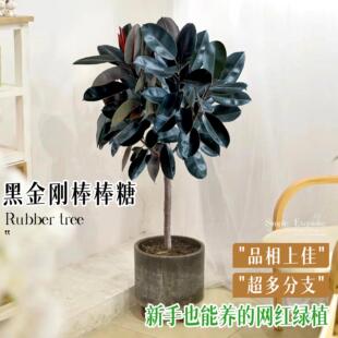 黑金刚橡皮树客厅大盆栽绿植真树室内老桩大型落地花盆植物好养活