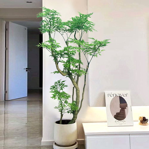 造型福禄桐盆栽老桩羽叶客厅