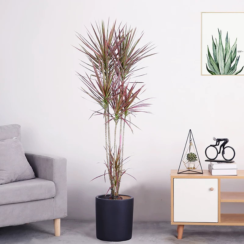 千年木盆栽龙血树客厅大绿植落地