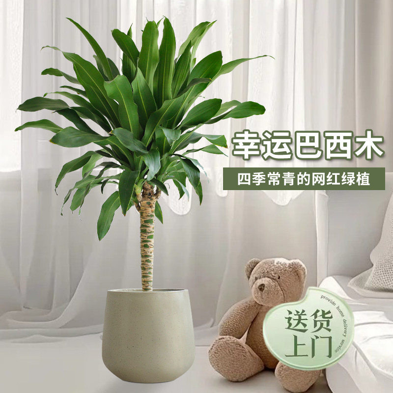 幸运巴西木室内大型绿植开花客厅办公室龙血树荷花铁植物落地盆栽