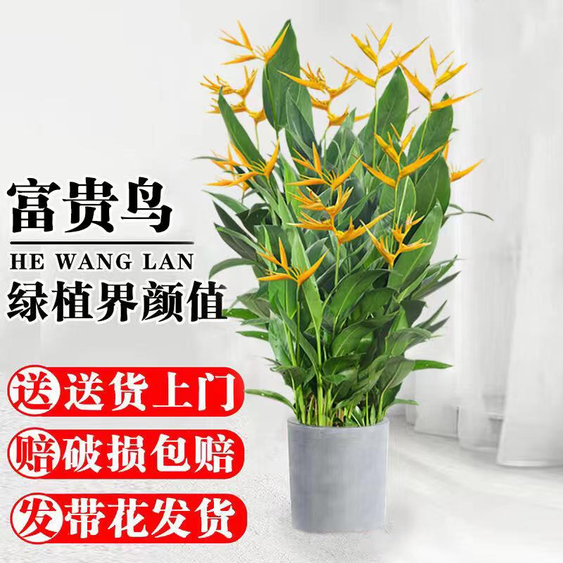 鹤望兰富贵鸟大型盆栽四季常青