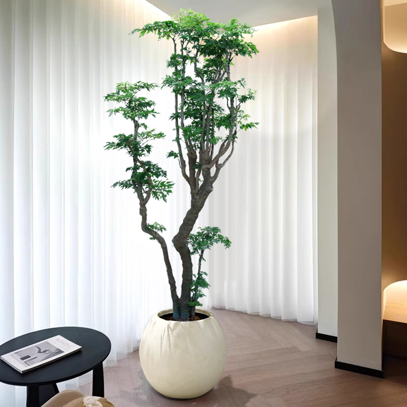 造型福禄桐盆栽大型绿植室内客厅
