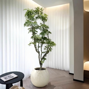 造型福禄桐盆栽大型绿植室内客厅落地大号植物羽圆叶禄植好养轻奢