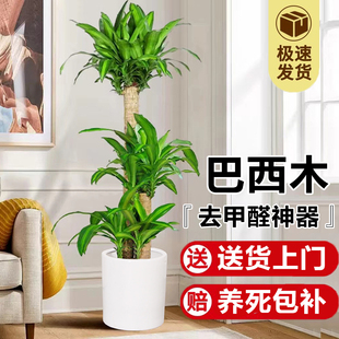 巴西木幸运木盆栽室内大型绿植物客厅办公室金心巴西铁树落地盆景