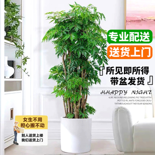福禄桐盆栽羽叶室内客厅落地大型绿植花卉盆景老桩树新房乔迁植物