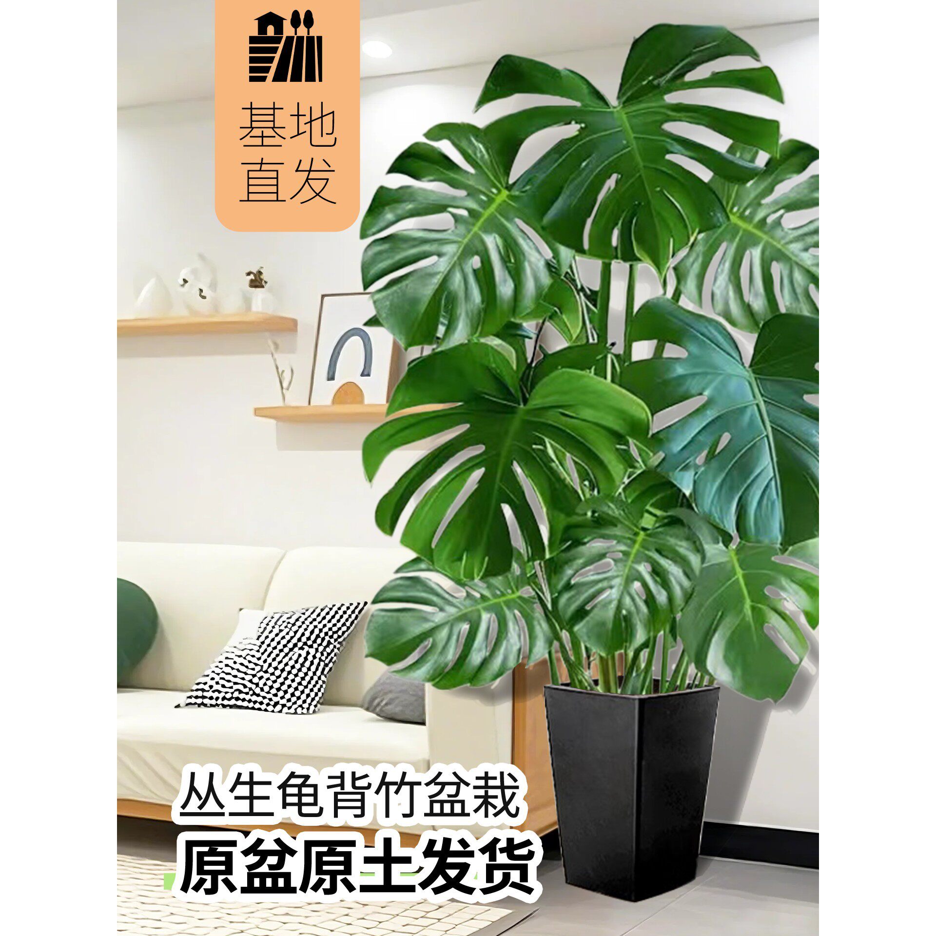 龟背竹大盆栽室内客厅好养