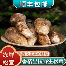 松茸新鲜野生菌5 12CM香格里拉原皮速冻500g云南特产出口级冻鲜