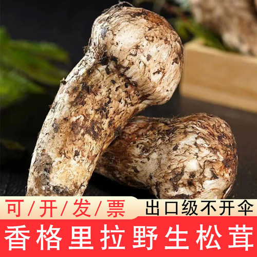 正宗香格里拉新鲜松茸云南特产
