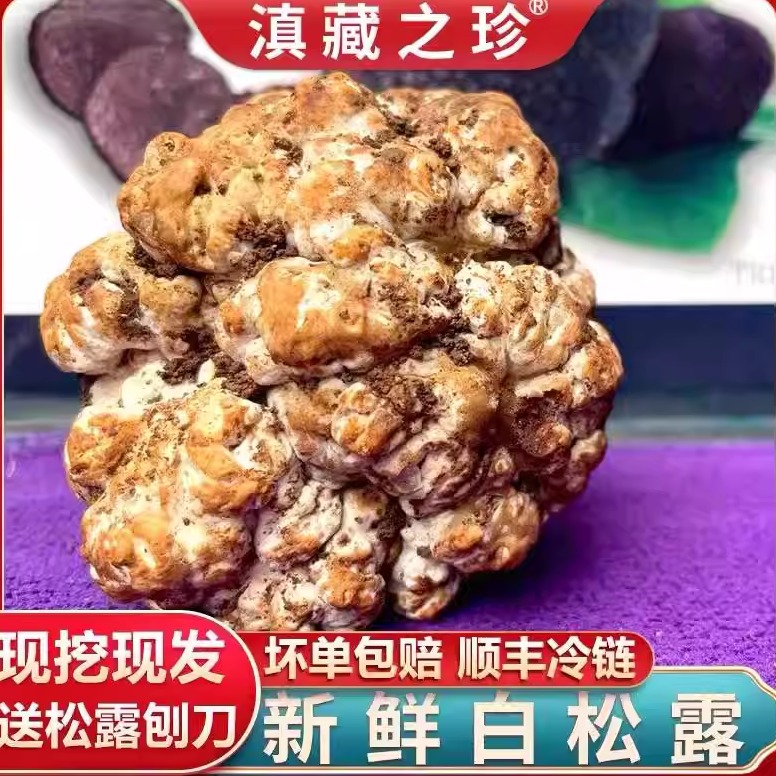新鲜白松露云南香格里拉块菌高黎贡山特产500g野生猪拱菌非意大利